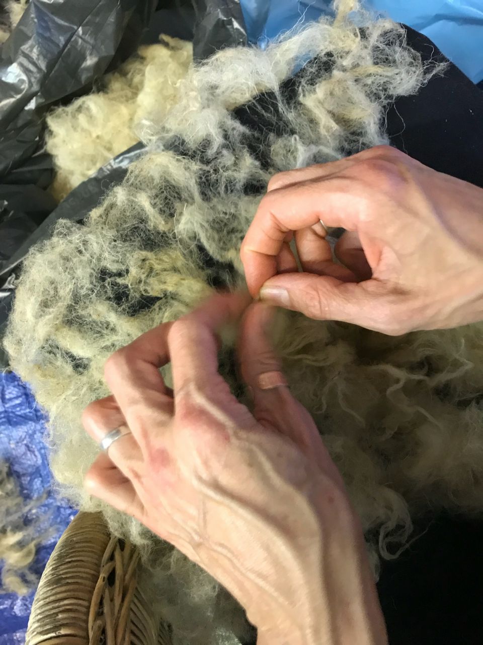 shirdak - tanne zupft schaf